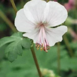 GERANIUM X Cantabrigiense 'Biokovo'