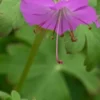 GERANIUM Dalmaticum