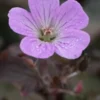 GERANIUM 'Dusky Rose' -UK Garden Supplies Sales Shop geranium dusky rose 290269 3