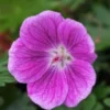 GERANIUM 'Elke' 1 GERANIUM 'Elke' -UK Garden Supplies Sales Shop geranium elke 290258