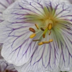 GERANIUM Ibericum Subsp. Jubatum 'White Zigana'