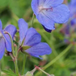 GERANIUM X Johnsonii 'Johnson's Blue'