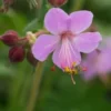GERANIUM Macrorrhizum 'Ingwersen's Variety' -UK Garden Supplies Sales Shop geranium macrorrhizum ingwersen s variety 4272264