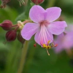 GERANIUM Macrorrhizum 'Ingwersen's Variety'
