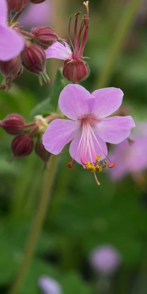 GERANIUM Macrorrhizum 'Ingwersen's Variety' 3 GERANIUM Macrorrhizum 'Ingwersen's Variety'
