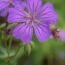 GERANIUM Maculatum