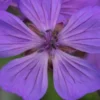GERANIUM Malviflorum 2 GERANIUM Malviflorum -UK Garden Supplies Sales Shop geranium malviflorum 4252142