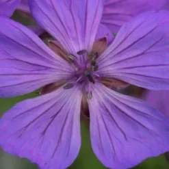 GERANIUM Malviflorum