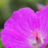 GERANIUM Sanguineum 'Max Frei' -UK Garden Supplies Sales Shop geranium max frei