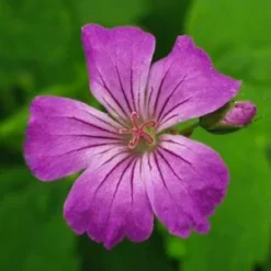 GERANIUM Nodosum