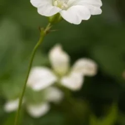 GERANIUM Nodosum 'Silverwood'