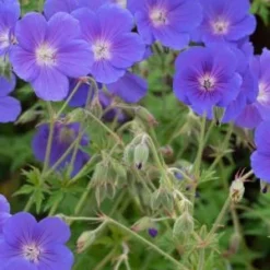GERANIUM 'Orion'