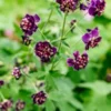 GERANIUM Phaeum 'Joseph Green' -UK Garden Supplies Sales Shop geranium phaeum joseph green 5240234