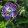 GERANIUM Phaeum Lilac 2 GERANIUM Phaeum Lilac -UK Garden Supplies Sales Shop geranium phaeum lilac