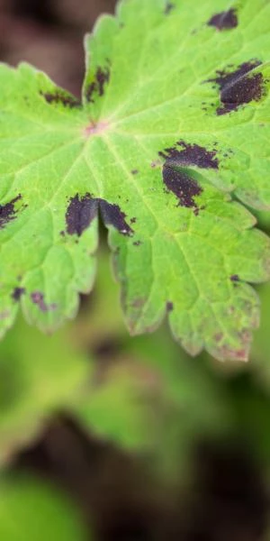 GERANIUM Phaeum Var. Phaeum 'Samobor' 4 GERANIUM Phaeum Var. Phaeum 'Samobor' - Image 2