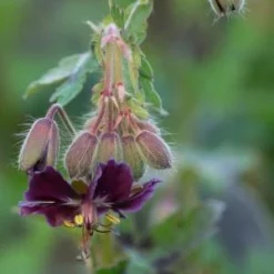 GERANIUM Phaeum Var. Phaeum 'Samobor' 7 GERANIUM Phaeum Var. Phaeum 'Samobor' -UK Garden Supplies Sales Shop geranium phaeum var 13