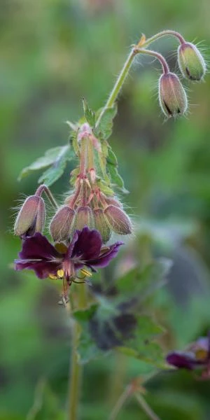 GERANIUM Phaeum Var. Phaeum 'Samobor' 5 GERANIUM Phaeum Var. Phaeum 'Samobor' - Image 3