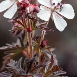 GERANIUM Pratense 'Midnight Ghost'