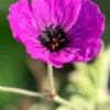 GERANIUM Psilostemon -UK Garden Supplies Sales Shop geranium psilosetemon 1 web