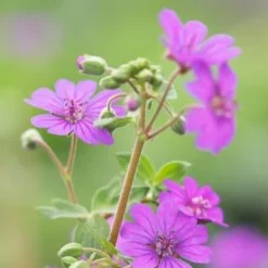 GERANIUM Pyrenaicum 'Bill Wallis'