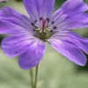 GERANIUM Pyrenaicum 'Isparta' -UK Garden Supplies Sales Shop geranium pyrenaicum isparta 2240298 5