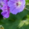 GERANIUM 'Rozanne' PBR -UK Garden Supplies Sales Shop geranium rozanne web 2