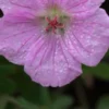 GERANIUM Sanguineum Var. Striatum -UK Garden Supplies Sales Shop geranium sanguineum striatum 290255
