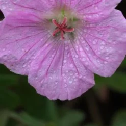 GERANIUM Sanguineum Var. Striatum