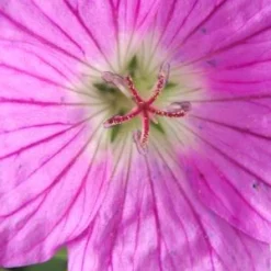 GERANIUM 'Sheilah Hannay'