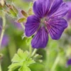 GERANIUM X Magnificum -UK Garden Supplies Sales Shop geranium x magnificum 6170475