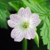 GERANIUM X Oxonianum 'Lace Time' -UK Garden Supplies Sales Shop geranium x oxonianum lace time 1 2