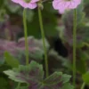 GERANIUM X Oxonianum 'Walter's Gift' 1 GERANIUM X Oxonianum 'Walter's Gift' -UK Garden Supplies Sales Shop geranium x oxonianum walter s gift 4282365