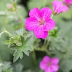 GERANIUM X Riversleaianum 'Russell Prichard'