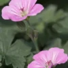 GERANIUM 'Mavis Simpson'