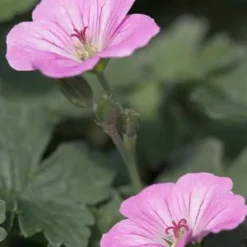 GERANIUM 'Mavis Simpson'