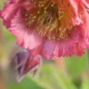 GEUM 'Bell Bank' 2 GEUM 'Bell Bank' -UK Garden Supplies Sales Shop geum bell bank 4232076