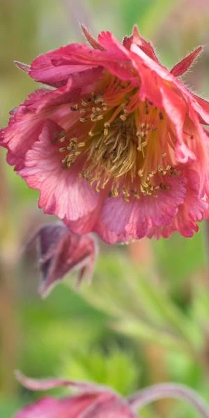 GEUM 'Bell Bank' 3 GEUM 'Bell Bank'