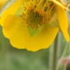 GEUM 'Bremner's Nectarine' -UK Garden Supplies Sales Shop geum bremner s nectarine 5070038