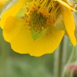 GEUM 'Bremner's Nectarine'