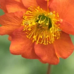 GEUM 'Dolly North'