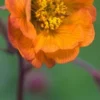 GEUM 'Hannay's -UK Garden Supplies Sales Shop geum hannay s 4272241
