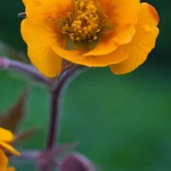 GEUM 'Karlskaer'