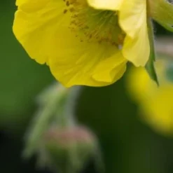 GEUM 'Lisanne'