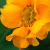 GEUM 'Mandarin' 2 GEUM 'Mandarin' -UK Garden Supplies Sales Shop geum mandarin 4150086