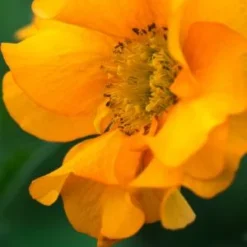 GEUM 'Mandarin'