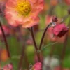 GEUM 'Mango Lassi' -UK Garden Supplies Sales Shop geum mango lassi 4211815