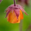 GEUM 'Marmalade' -UK Garden Supplies Sales Shop geum marmalade 5010200