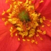 GEUM 'Mrs. J. Bradshaw' -UK Garden Supplies Sales Shop geum mrs j