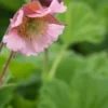 GEUM 'Pink Frills' 1 GEUM 'Pink Frills' -UK Garden Supplies Sales Shop geum pink frills 5010242