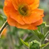 GEUM 'Prinses Juliana' -UK Garden Supplies Sales Shop geum prinses juliana 4290023